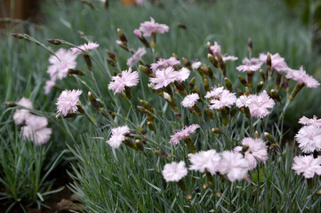 pink blooming dianthus flowers growing in the garden close up