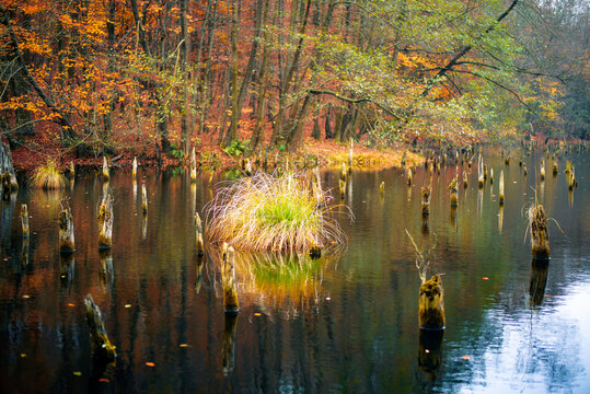 Unique lake in Hungary which name is Hubertlaki lake. It looks like Romanian killer lake but. Fantastic cinematic view in fall 2020. There are no other people due covid-19