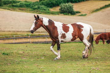 Portrait of a Criollo horse at a meadow