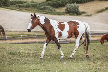 Fototapeta na wymiar Portrait of a Criollo horse at a meadow