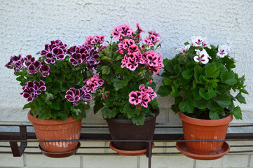 Fototapeta na wymiar pink, white and purple blooming geraniums, pelargonium grandiflorum, growing in the pot