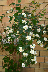 mock orange plant in blossom, philadelphus coronarius