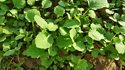 한국 제주도 유채 새싹