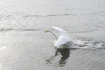 A white wild swan which is just dropping down onto the water in the sea looks like running on the water