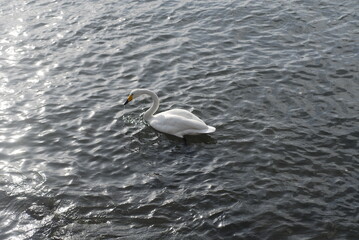 A wild white swan whcih bends its neck is pecking at water in the sea and water is dripping down its beak in the morning