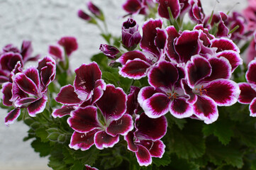  purple blooming geraniums, pelargonium grandiflorum, growing in the pot