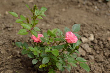 mini pink blooming rose growing in the garden close up