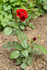 small blooming red rose growing in the garden