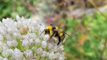 Bumblebee collects nectar on white flower in summer, close-up. Bombus hortorum pollinates flowers in garden.
