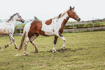 Portrait of a Criollo horse at a meadow