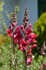 colorful pink and red snapdragon flowers, antirrhinum majus, growing in the garden