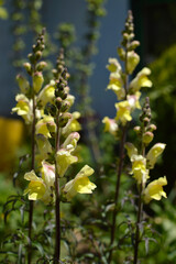  yellow snapdragon flowers, antirrhinum majus, growing in the garden