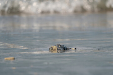 Small stones scattered on beach sand close-up. Shallow depth of field. Selective focus on foreground stone. Blurred background, ocean waves, cloudy sky, copy-space