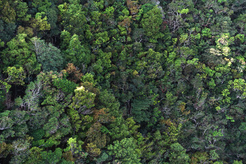 High Angle View Of Tropical Trees In Forest. Full Frame View Of Tropical Rainforest In Malaysia.