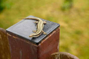 small lizard sitting in the sun