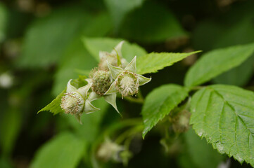 branch of young green raspberries fruits close up