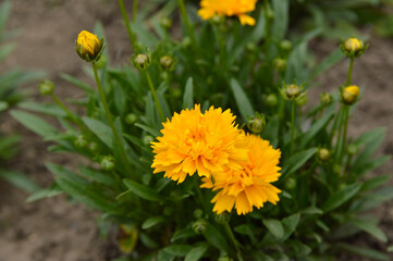 coreopsis plant with blooming flowers and buds growing in the garden 