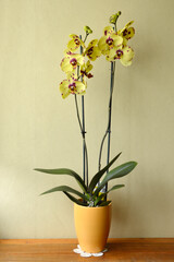 yellow phalaenopsis orchid with purple dots