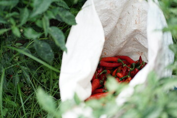 a collection of chilies in sacks that are still fresh picked from the fields