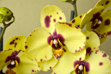 Obraz na płótnie Canvas yellow phalaenopsis orchid with purple dots