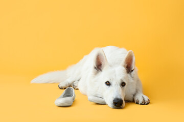 Funny naughty dog playing with shoes on color background