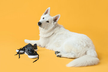 Funny naughty dog playing with shoes on color background