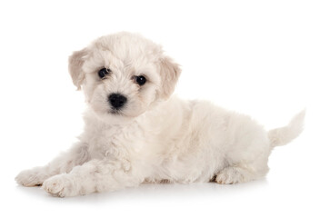 Bichon Frise in studio