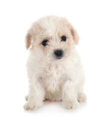 Bichon Frise in studio