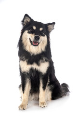 Finnish Lapphund in studio