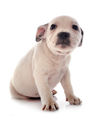 puppy staffordshire bull terrier
