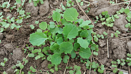 한국 제주도 유채 새싹