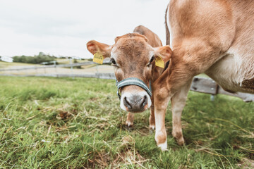 Young cow portrait at a green meadow