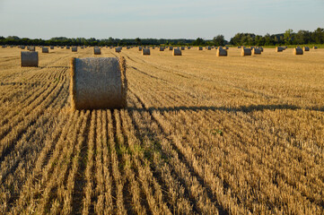 round straw bales in the harvested wheat field