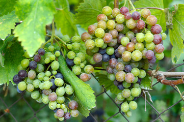 unripe grapes in vineyard close up