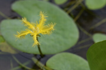 close up of a leaf
