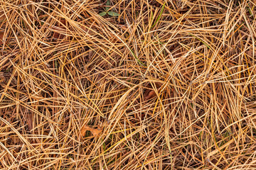 fall brown lying pine needles season background, autumn nature texture of a ground, fallen pine-needles backdrop