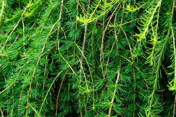 European larch
A species of coniferous trees from the genus Larch of the Pine family