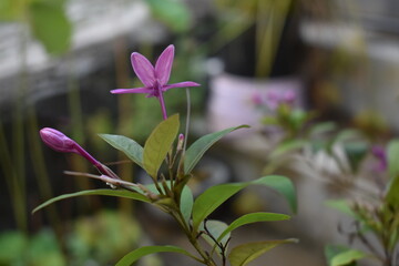 purple orchid flower
