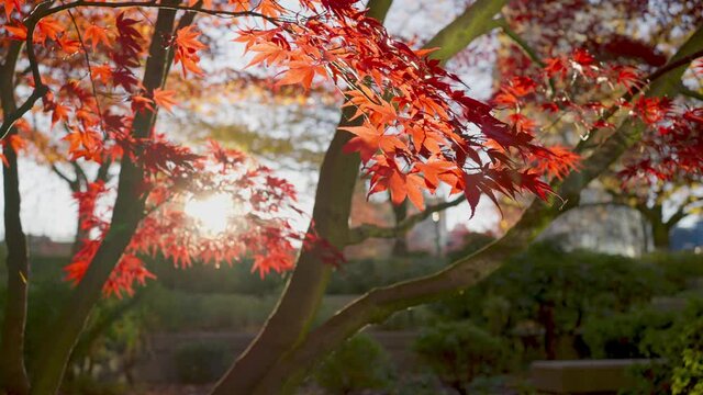 Panning and slow-motion video of red maple trees and red leaves in the evening sun light. The romantic moment of winter.