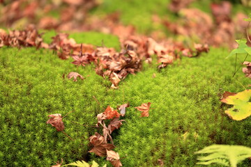 苔と枯れ葉