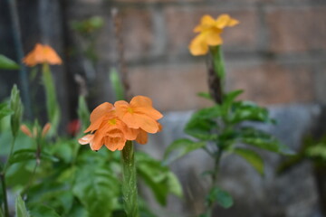 orange and flower