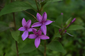 pink and purple flowers
