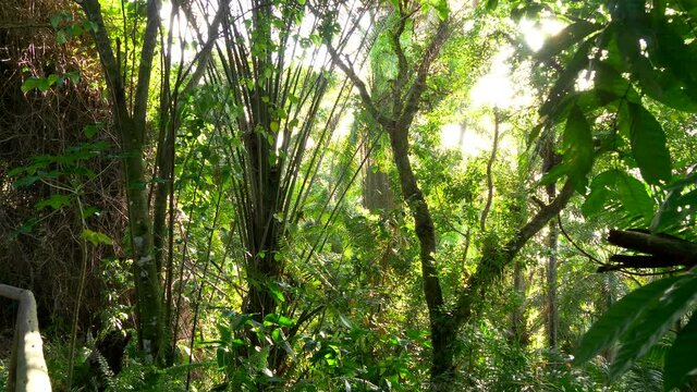 Bright sun light inside Tropical forest. Trees and deep jungle vegetation