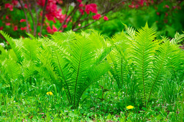溢れる生命力を放つシダ
