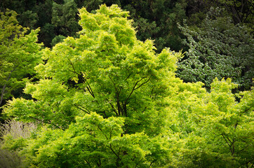 美しい色合いの若葉の木