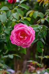 pink rose flower in a garden on green background