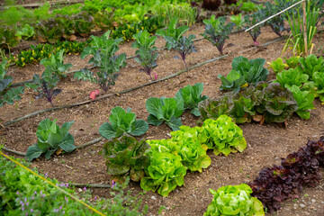 View of spring vegetable patch planted with cabbage, curly kale, beet, lettuce and other species.. © JackF