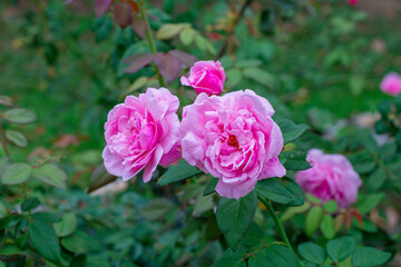 Beautiful rose flower in the garden,Close-up