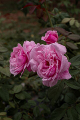 Beautiful rose flower in the garden,Close-up