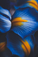 beautiful blue iris flower close up macro shot shallow dof.